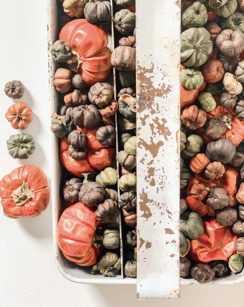 A rusty old tray filled with small dried pumpkins.