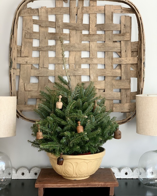 short stubby tree in a bowl