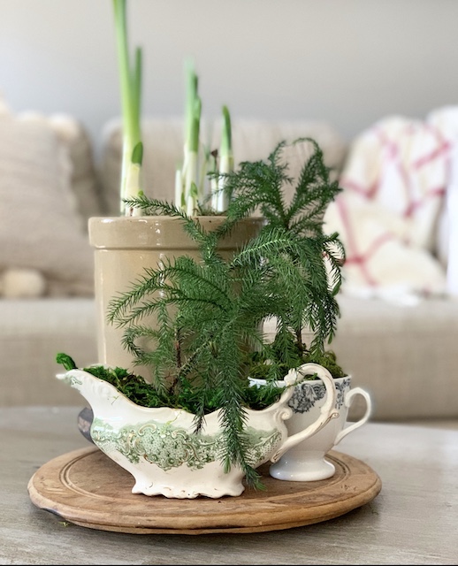 paper whites in a crock