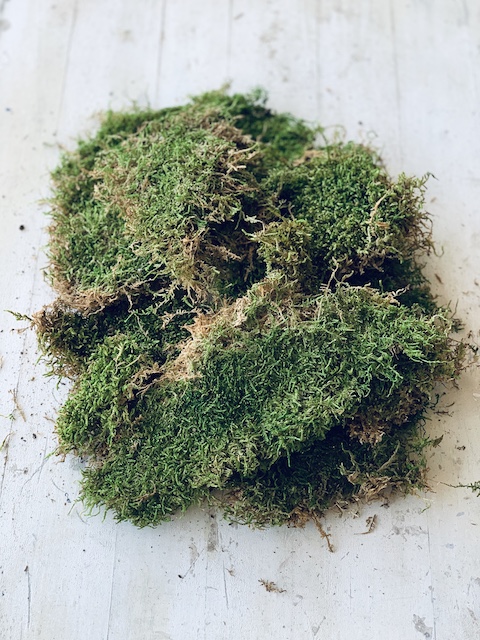 moss on a table