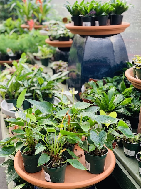 a line of small houseplants at Pikes Nursery