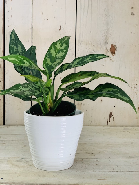 Aglaonema 'Maria'