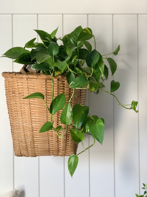 a basket full of plants