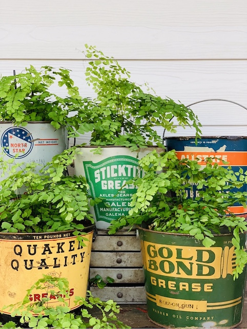 grease buckets used as a container for ferns