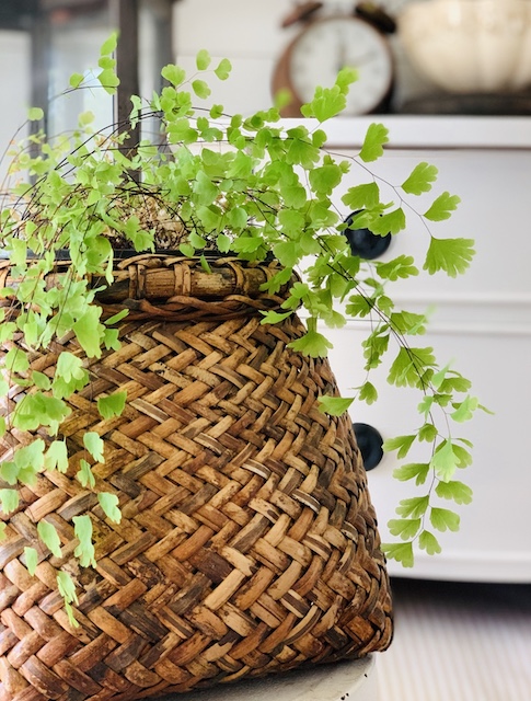 a basket used to hold a plant