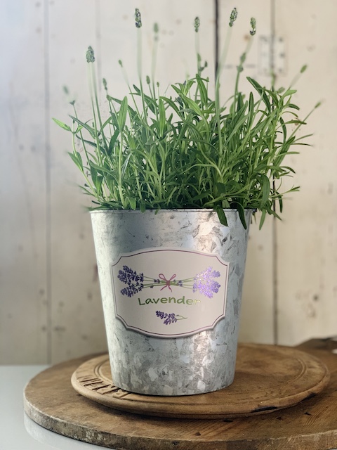 lavender plant in a pot