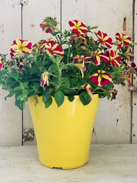 Petunia for the vintage yellow vignette