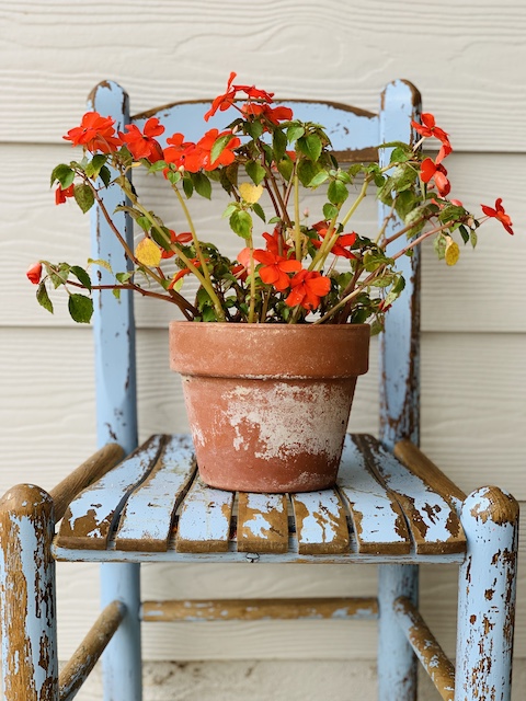 a potted plant sitting on a blue chair