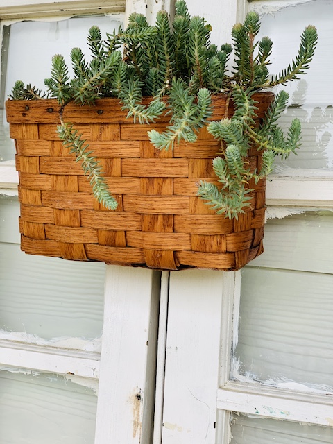 hanging basket of some outdoor plants