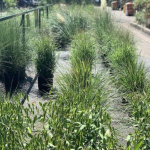 eye-catching fall grasses