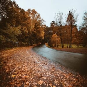 a road covered in fall leaves