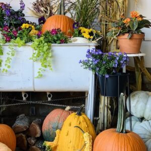 all the pumpkins and gourds on the groud