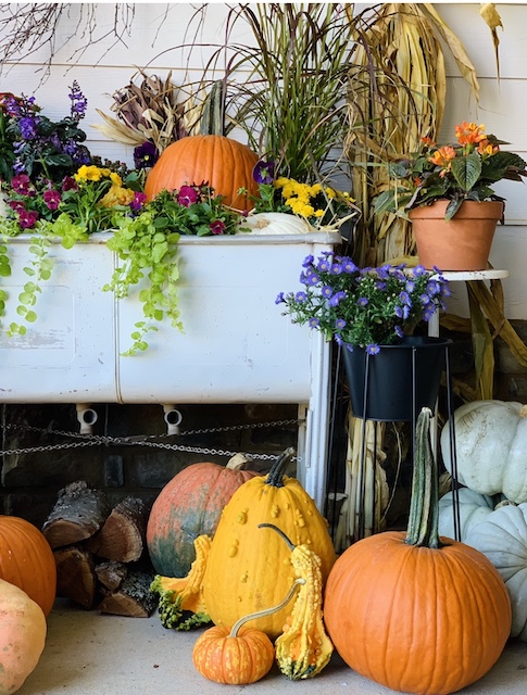 all the pumpkins and gourds on the groud