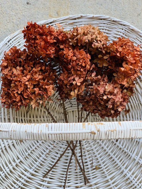 Dried + Preserved Bunches  Decorative Flowers, Foliage + Stems - Terrain