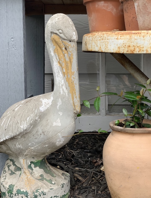 Pelican sitting in front of the Cut Flower Garden In A Raised Bed