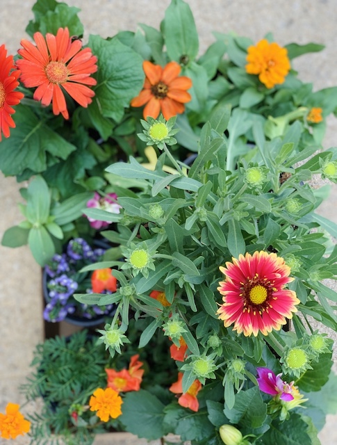 flowers that I plan to use in the raised bed