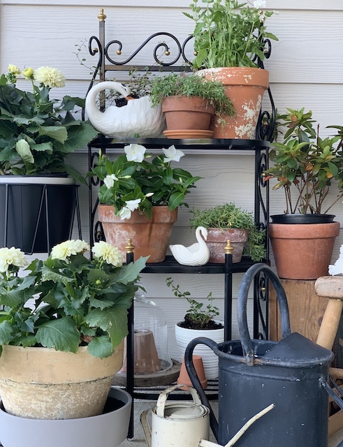 showing off the watering cans in this Rusty Plant Stand Makeover 