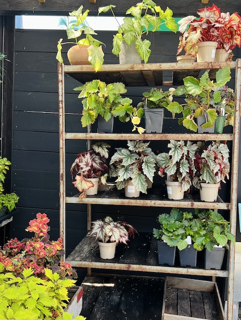 a rack of  plants