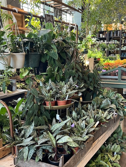 plants at the store