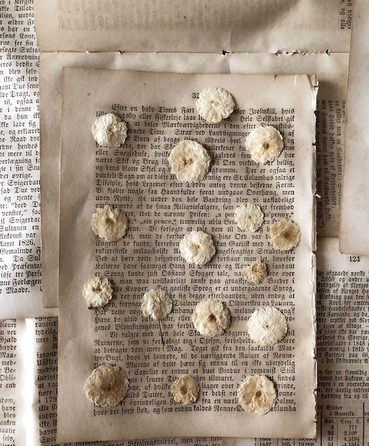 pressed flowers in a book